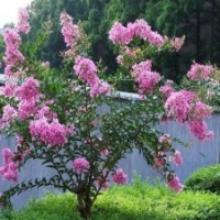 8公分紫薇花，205元装车，都是精品苗