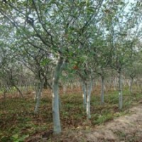 江苏产地大量出售大小规格的垂丝海棠苗