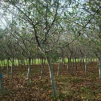 产地直销6公分的垂丝海棠，苗源充足