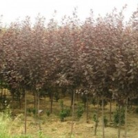 12公分红叶李，产地直销，便宜出售