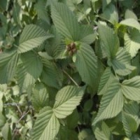 哪里供应的棣棠苗、棣棠球产销两旺