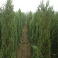 产地60公分高刺柏的价格是多少