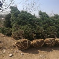 塔柏产地_塔柏报价_塔柏的繁殖技术