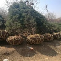 产地直销250公分的塔柏_低价装车