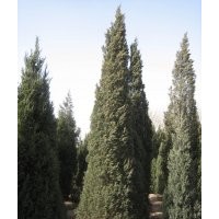 铅笔柏基地铅笔柏的装车价格