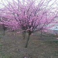 产地大量榆叶梅小苗，便宜装车