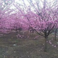 江苏榆叶梅是种植、销售为一体的厂家，批发价格合理