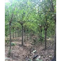 厂家直销7公分红梅，造型好，装车价格125元