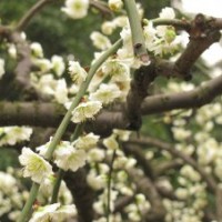 基地7公分绿梅花的价格是160元，一手货源