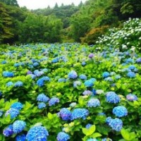 50公分八仙花的批发价格，量多优惠