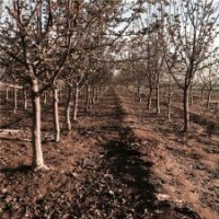 哪里产的北美海棠货源多？