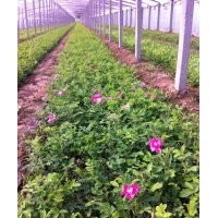 一手货源，基地直供，数百万棵四季玫瑰绿化用苗抢购