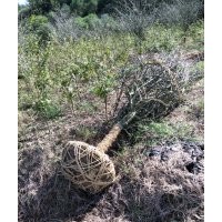 供鸡爪槭红枫海棠红叶石楠红叶李樱花三角枫罗汉松