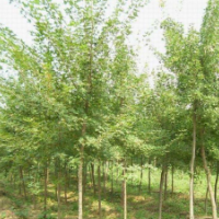 常年供应五角枫各种规格