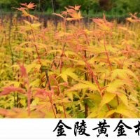 小苗系列——黄金枫小苗