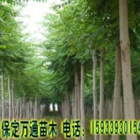 金叶榆 金叶榆基地 金叶榆小苗 哪有金叶榆