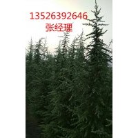 河南雪松|小胡雪松基地|驻马店5米雪松