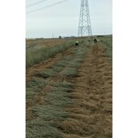 柠条苗,杨材,沙棘