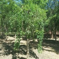 龙爪槐_龙爪槐价格_龙爪槐图片