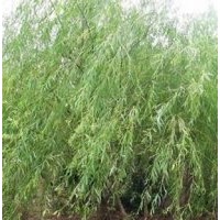 1-15公分柿树苗、 1-15公分杏树苗、 1-15公分白皮松苗