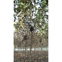 出售12-13两年帽法桐，3.6米定杆