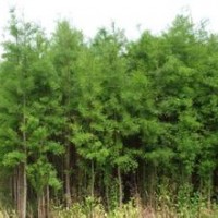 苗圃直销5公分8公分10公分水杉