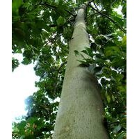 江苏10公分12公分15公分青铜树价格