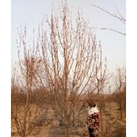 八棱海棠树基地价格 八棱海棠树冬季移植管理