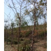 皂角树苗3-5公分 量大