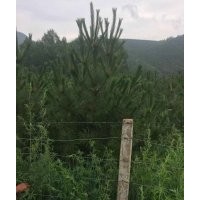 各种规格樟子松、油松，2米、2.5米、3米的都有