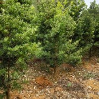 地苗罗汉松（8年生头径5-8cm ）、菩提榕