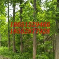 11公分水杉12公分水杉树