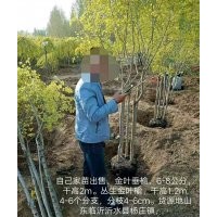 金叶垂榆、丛生金叶榆