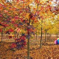 15公分枫香树价格18公分枫香树价格20公分枫香树价格