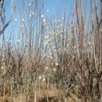 白玉兰的市场行情是怎样的，多少钱一棵