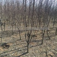 西府海棠产地直销2-10公分货源，5元一棵