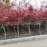 日本红枫基地大量8公分现货，低价出售