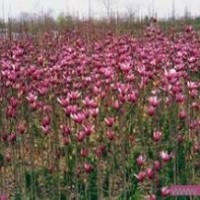 当年红玉兰小苗价格供应3米优质红玉兰