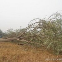 南京15公分臭椿报价山东20公分臭椿销售