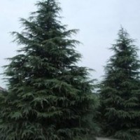 籽播雪松一级苗价格山东5米高雪松一级苗价格