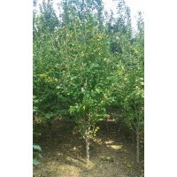 河北木槿 保定木槿 定兴县木槿3-5公分