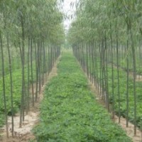 柳树于垂柳是同一种苗子吗？