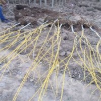 金枝槐的价格表