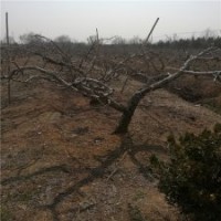 11公分桃树的价格表