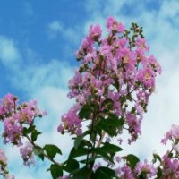 产地直销7公分的紫薇树，低价出售