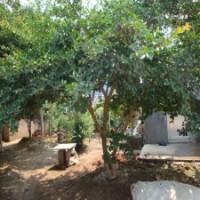 10公分紫薇花，280元装车，优质货源