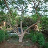 11公分紫薇花，460元装车，产地直销