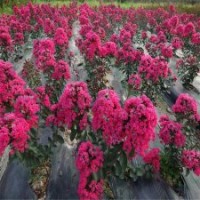 江苏基地供应各个高度的紫薇花，包成活