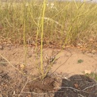 大量棣棠花苗现货，厂家直销中