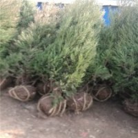 100公分高塔柏的批发价是4元